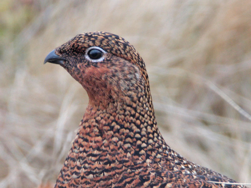 Red Grouse female