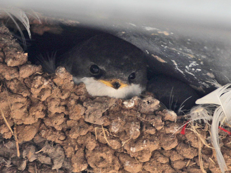 House Martin fledgling