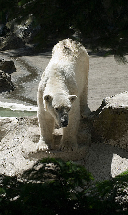 Polar Bear