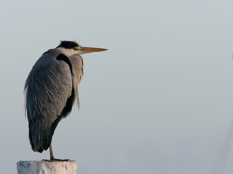 Blauwe reiger / Blue Heron / Ardea cinerea