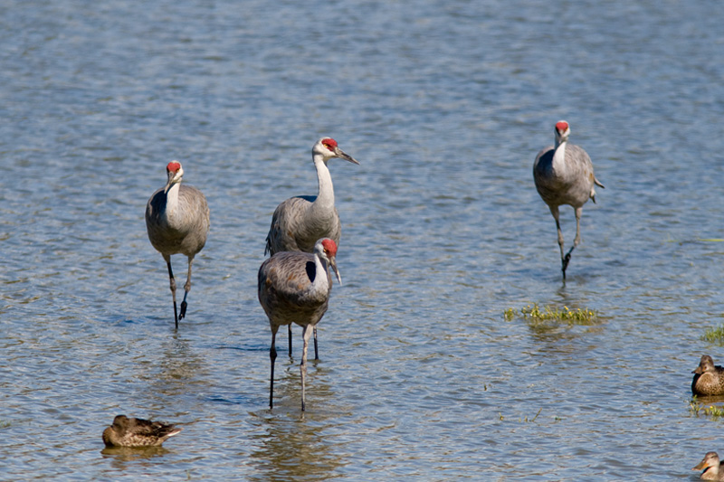 Sandhill Crane