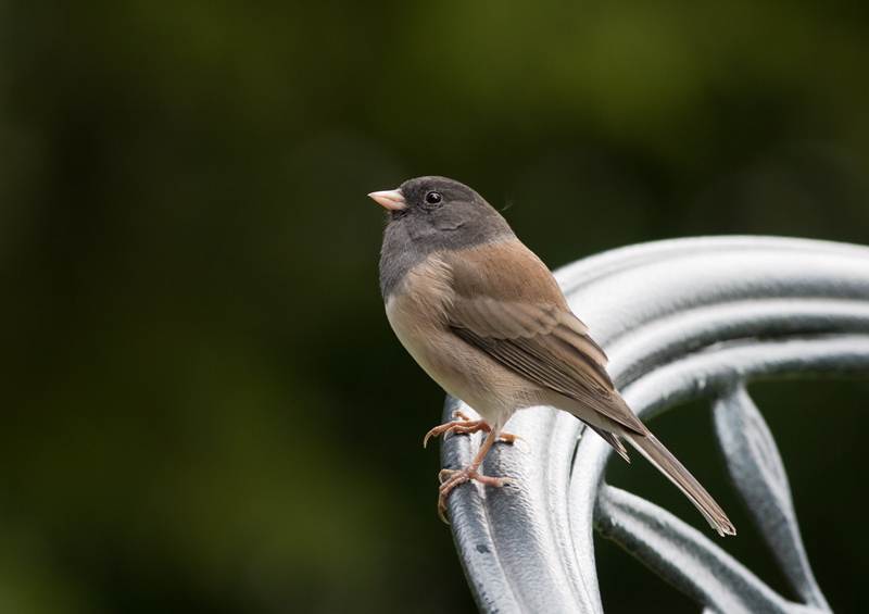 Junco