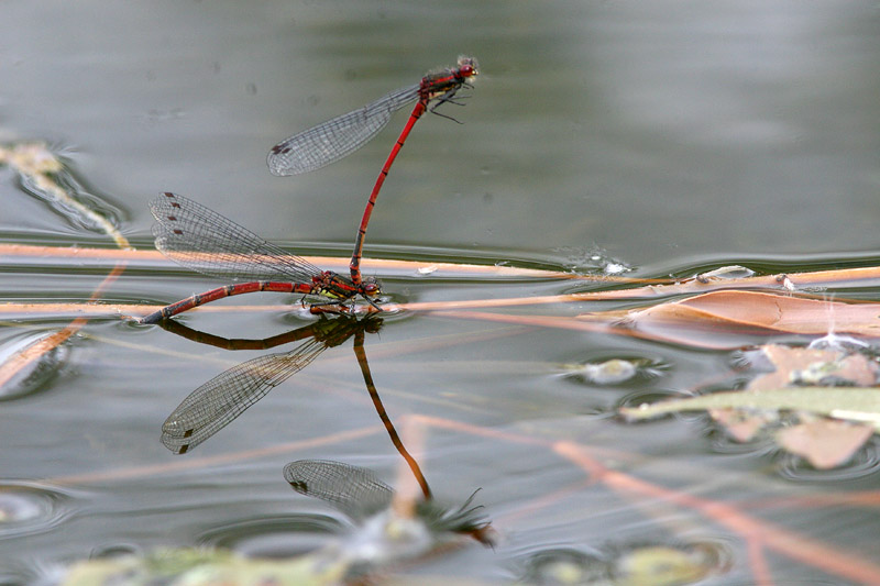 Vuurjuffer / Large red Damselfly / Phyrrosoma nymphyla