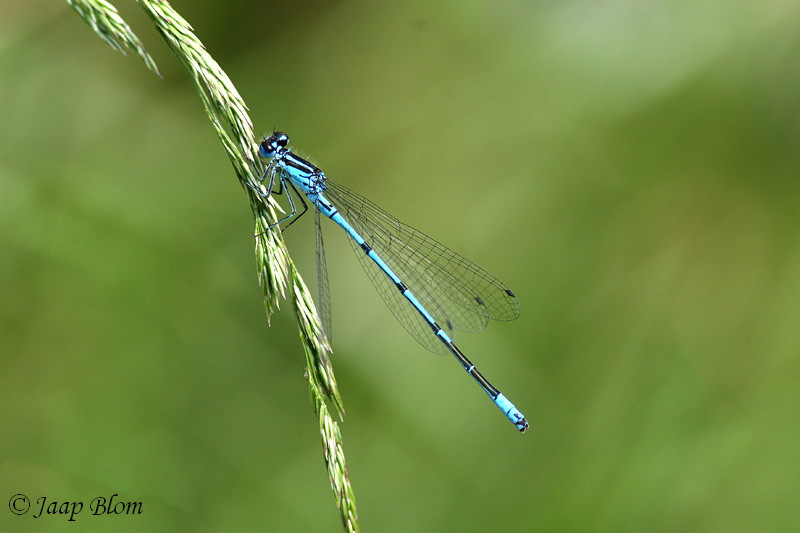 Azuurwaterjuffer/ Azure Damselfly / Coenagrion puella