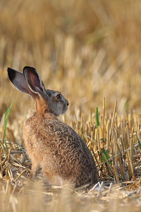 Brown hare Lepus europaeus poljski zajec_MG_2528-1.jpg