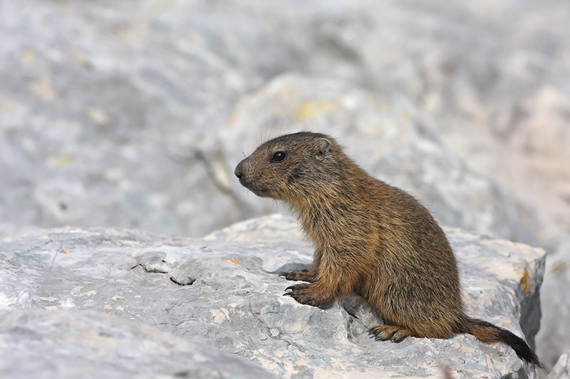 Alpine marmot Marmota marmota alpski svizec_MG_3129-11.jpg