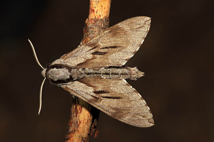 Pine hawk-moth Sphinx pinastri borov veec_MG_5183-1.jpg