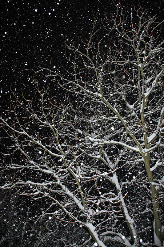 Snowing sneenje_MG_6367-11.jpg