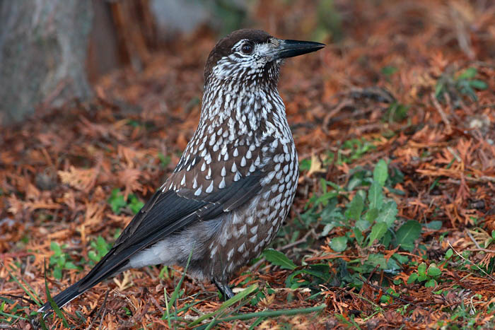 Nutcracker Nucifraga caryocatactes krekovt_MG_4823-11.jpg