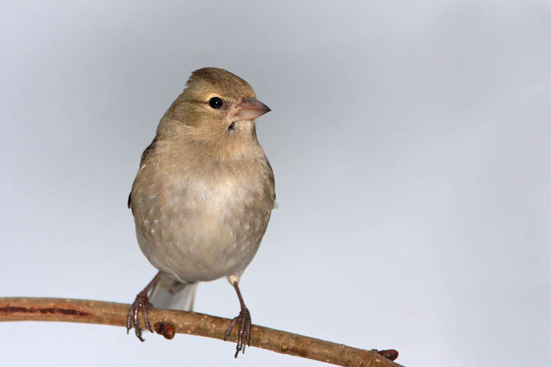 Chaffinch Fringilla coelebs inkavec_MG_5733-11.jpg