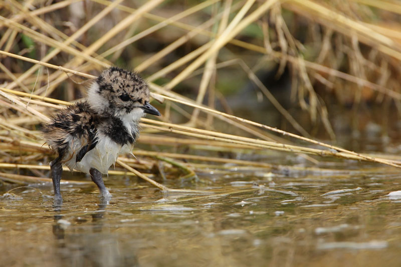 Lapwing young mladi pribe_MG_1384-11.jpg