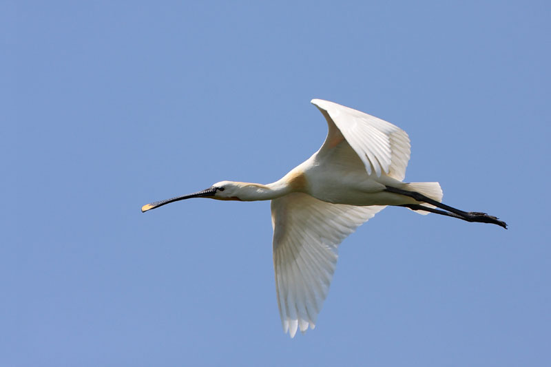 Eurasian spoonbill Platalea leucorodia liarka_MG_0269-11.jpg