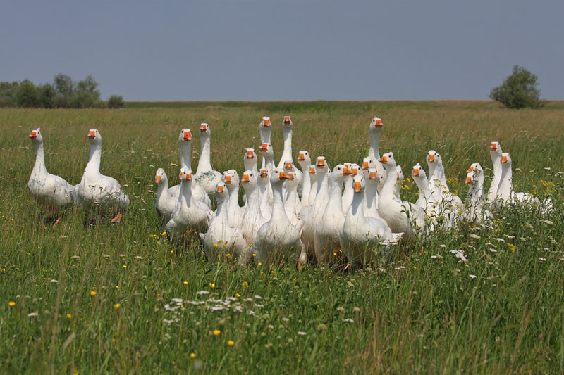 Domestic geese domae gosi_MG_0335-11.jpg
