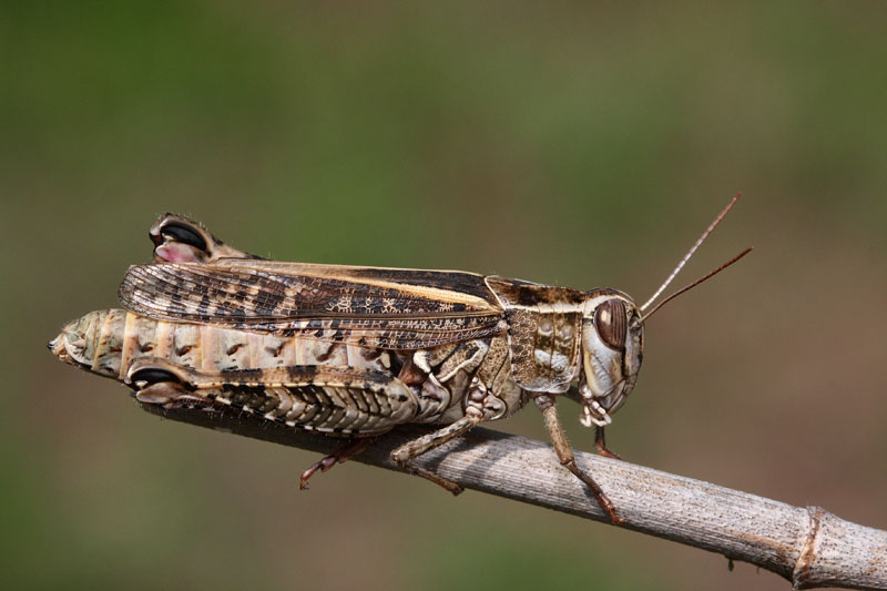 Italian locust Calliptamus italicus laka kobilica_MG_2874-11.jpg