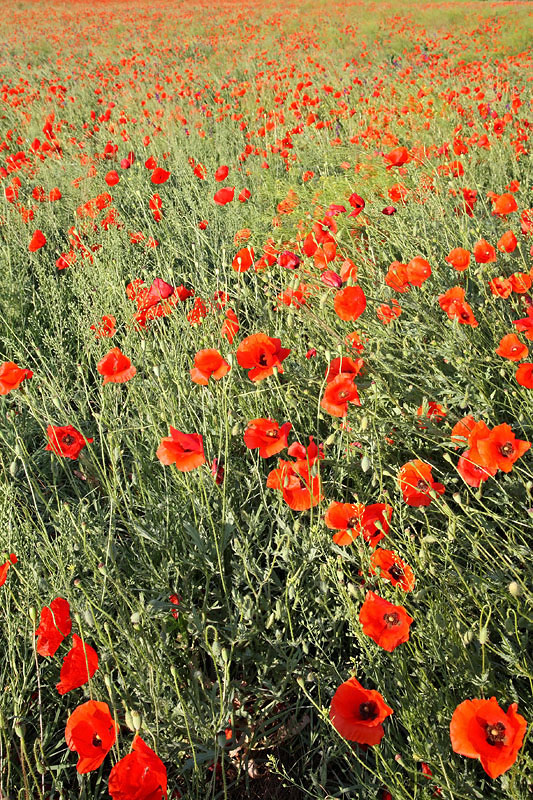 Fallow land praha_MG_0005-11.jpg