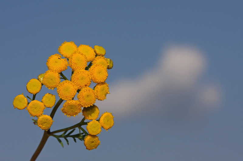 Tansy Tanacetum vulgare navadni vrati_MG_5095-11.jpg