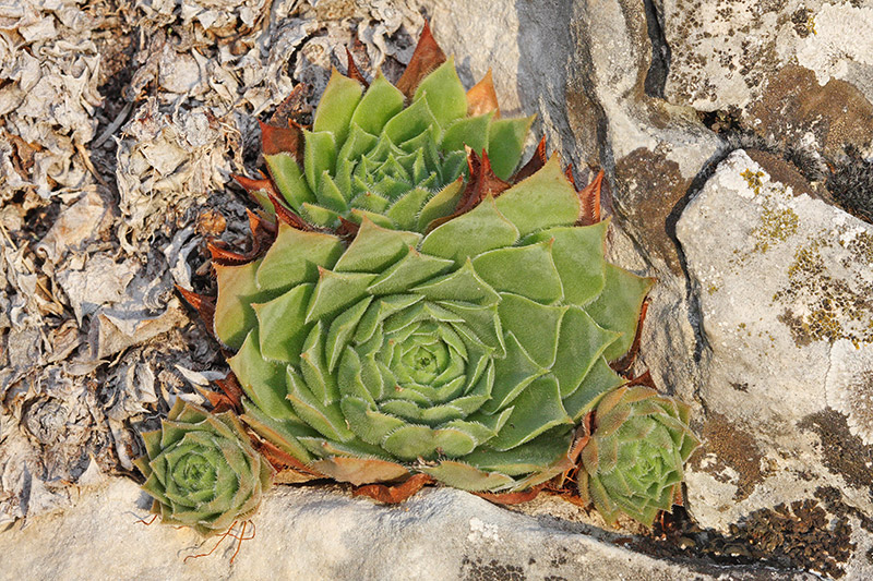 Common houseleek Sempervivum osti-jarej dlakavi streni netresk_MG_6760-11.jpg