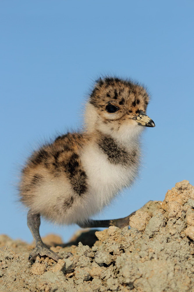 Young lapwing mladič pribe_MG_3664-111.jpg