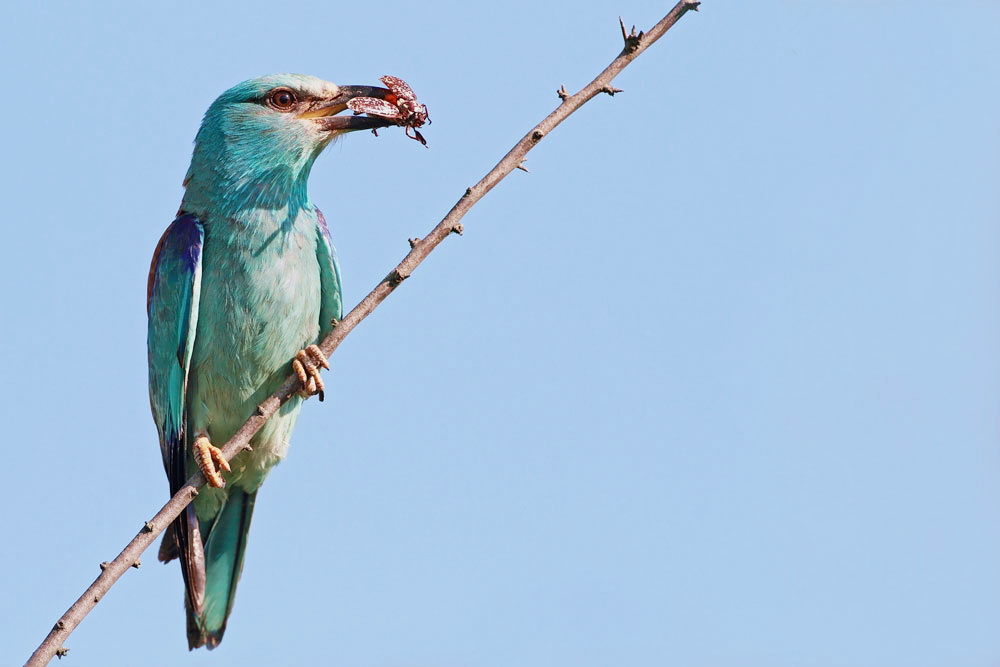 European roller Coracias garrulus zlatovranka_MG_9611-111.jpg