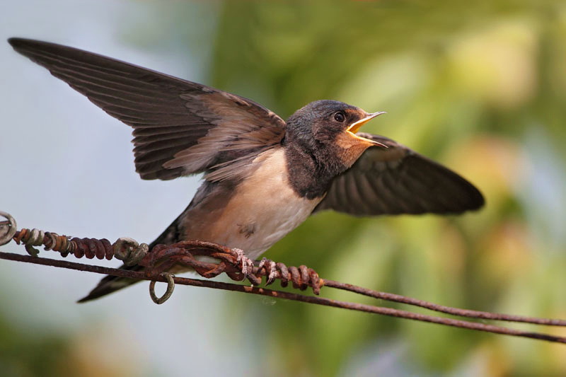 Young swallow mlada lastovka_MG_3772-11.jpg