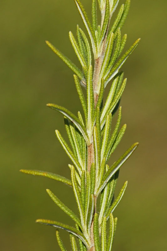 Rosemary Rosmarinus officinalis ro�marin_MG_2066-11.jpg