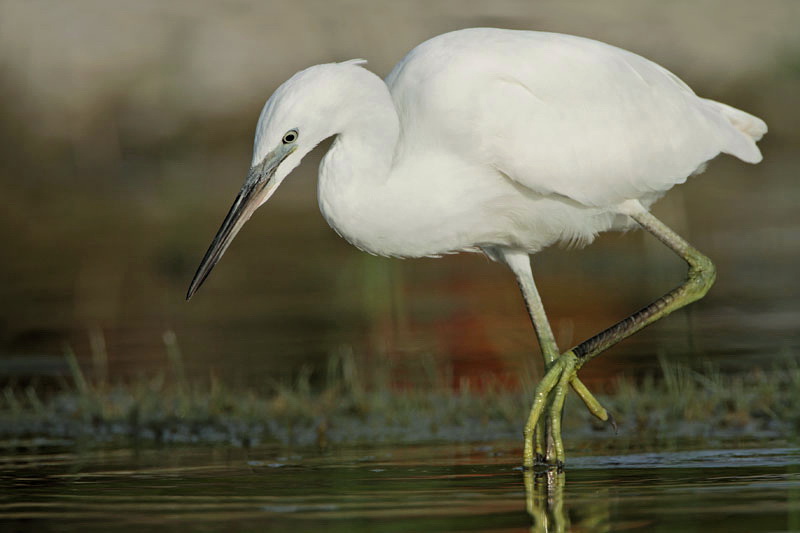 Little egret  Egretta garzetta mala bela čaplja_MG_3505-11.jpg
