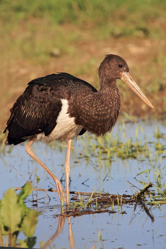 Black stork Ciconia nigra črna �torklja_MG_5000-11.jpg