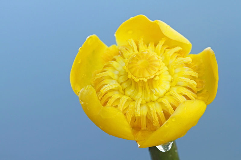 Yellow water lily Nuphar luteum blatnik_MG_7557-11.jpg