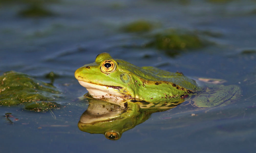 Edible frog Pelophylax (Rana) kl. esculentus zelena aba_MG_81591-111.jpg