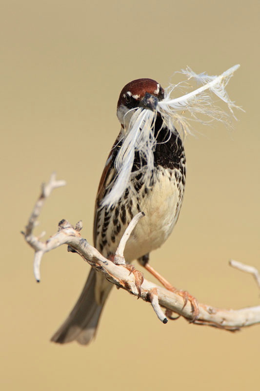 Sparrow with feather vrabec s peresom_MG_6461-11.jpg