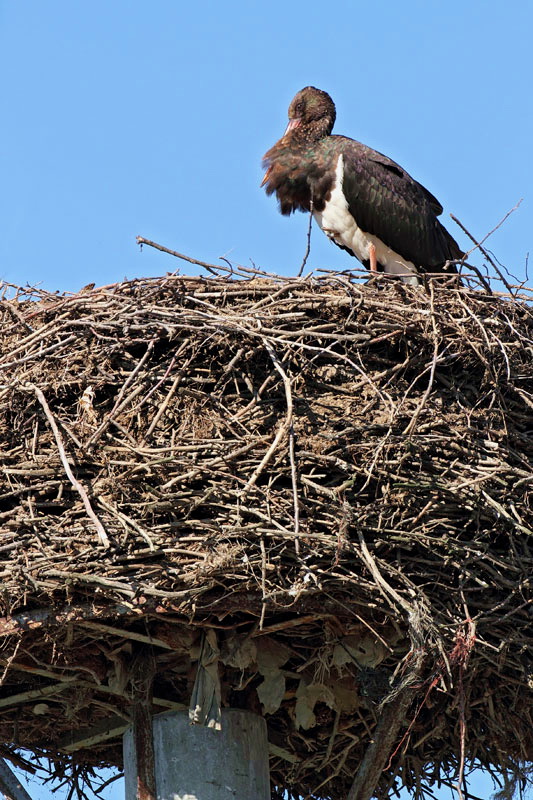 Black stork on the nest of white stork! črna torklja na gnezdu bele torklje!_MG_0148-11.jpg