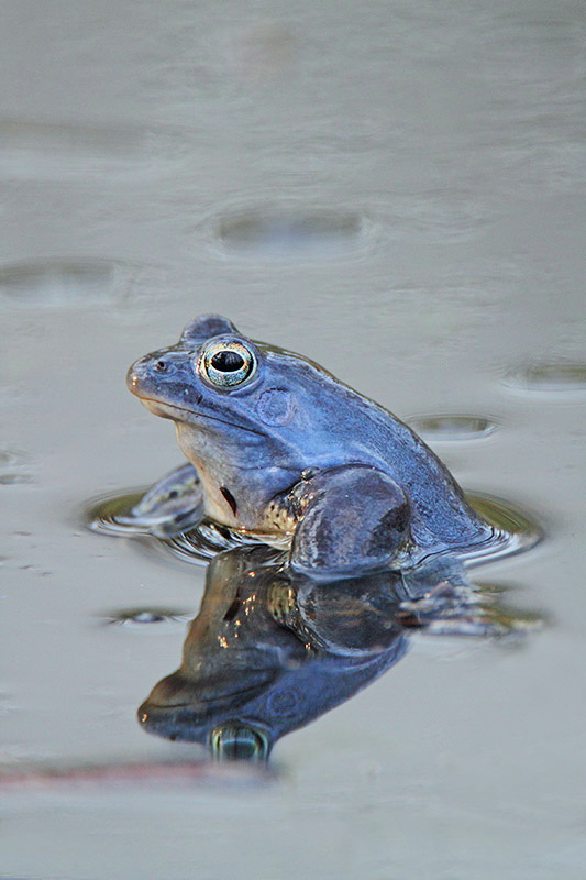 Moor frog Rana arvalis plavek_MG_8367-11.jpg