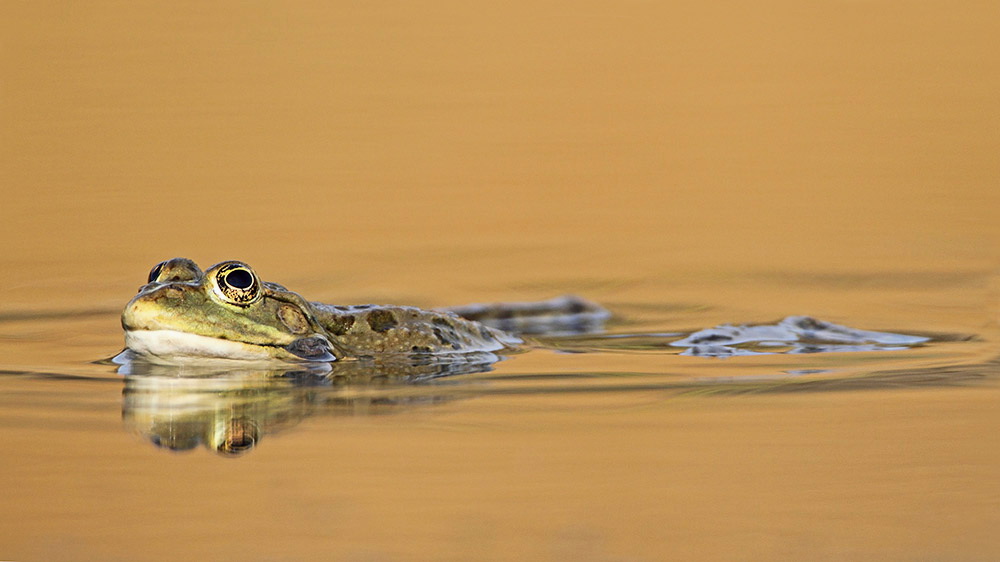 Marsh frog Pelophylax (Rana) ridibundus debeloglavka_MG_0134-111.jpg