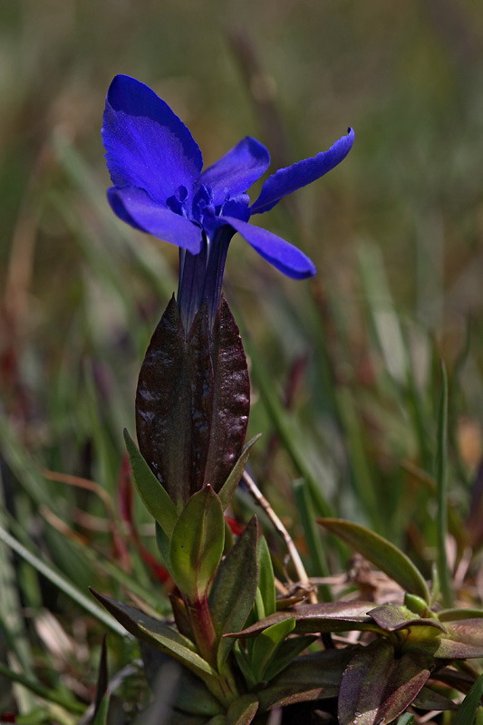 Spring Gentian Gentiana verna tergestina spomladanski svi_MG_1977-1.jpg