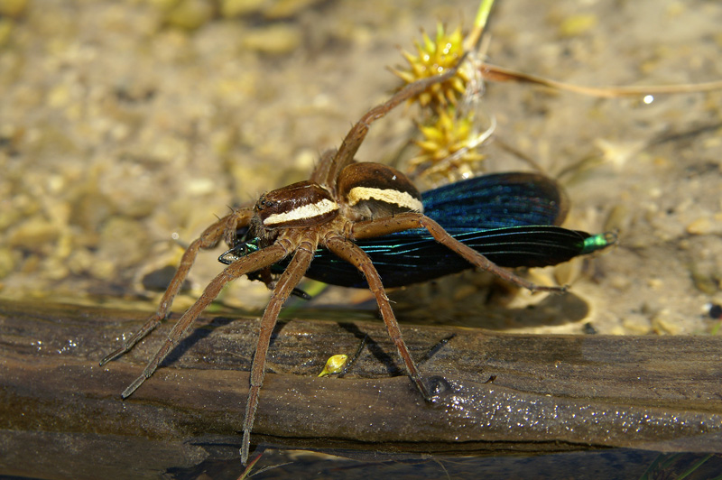 Raft spider  Dolomedes fimbriatus splavar-PICT0031-1.jpg