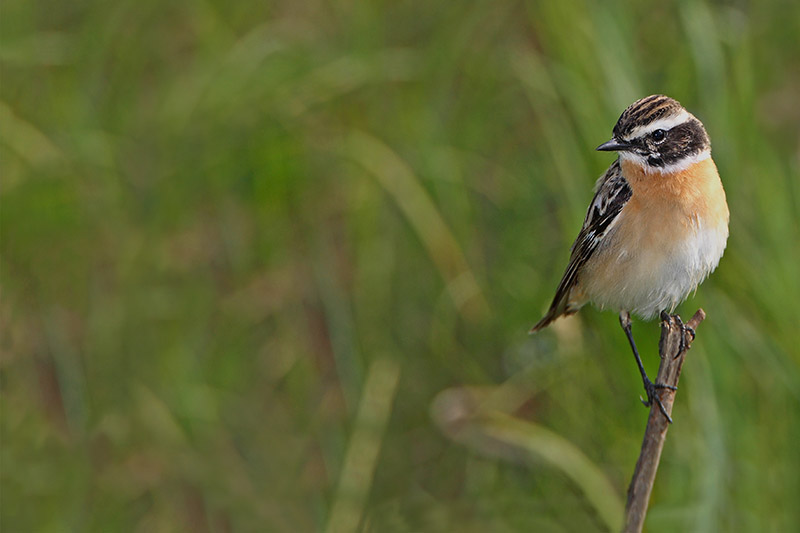 Whinchat Saxicola rubetra repaljčica_MG_2642-11.jpg