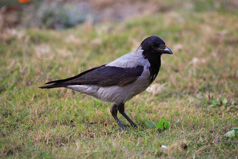 Hooded crow Corvus cornix siva vrana_MG_3355-1.jpg