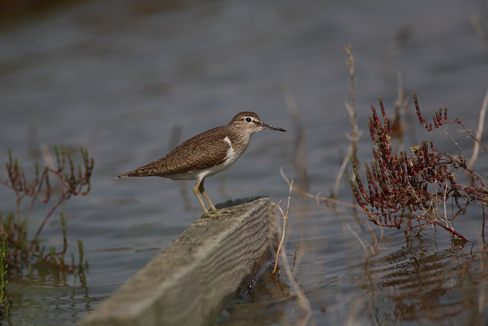 Common sandpiper Actitis hypoleucos mali martinec_MG_3988-1.jpg