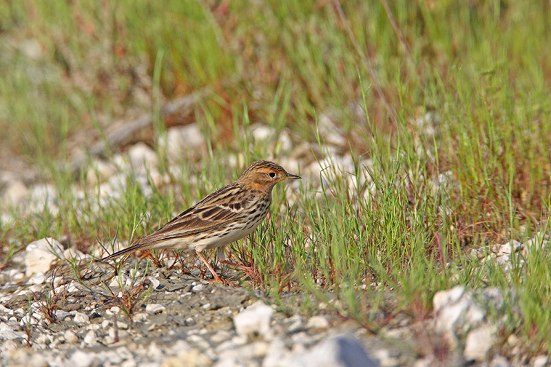 Red-throated pipit Anthus cervinus rdeegrla cipa_MG_4037-11.jpg