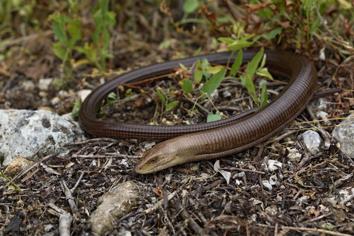 European glass lizard Ophisaurus apodus blavor oltoplaz_MG_4277-1.jpg