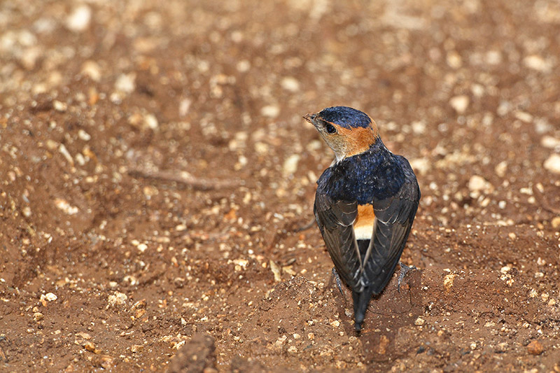 Red-rumped swallow Cecropis daurica rdeča lastovka_MG_5043-11.jpg