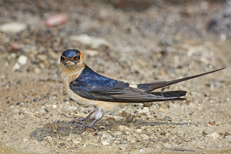 Red-rumped swallow Cecropis daurica rdeča lastovka_MG_3801-11.jpg