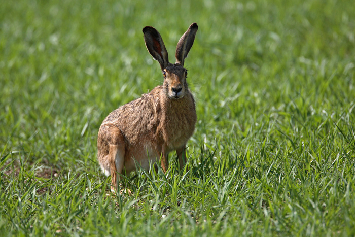 Brown hare Lepus europaeus poljski zajec_MG_5593-1.jpg