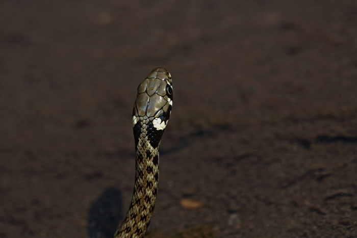 Grass snake Natrix natrix belouka_MG_6009-1.jpg
