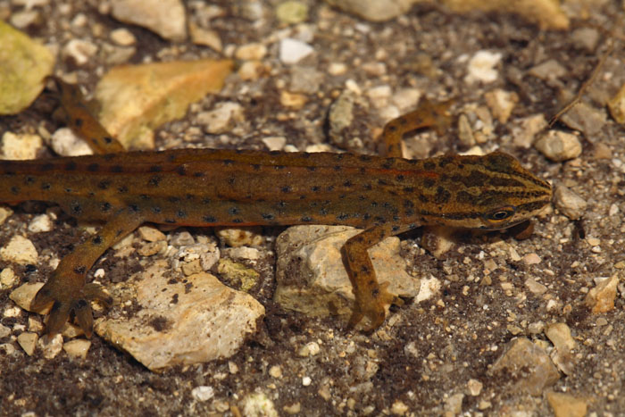 Smooth newt Lissotrition (Triturus) vulgaris meridionalis robati (navadni) pupek_MG_6034-1.jpg