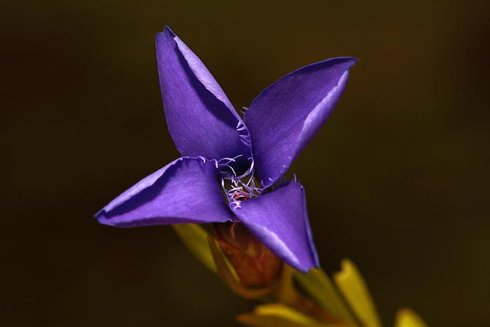 Fringed gentian Gentianella ciliata resasti svievec_MG_2974-1.jpg