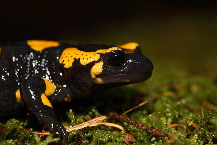 Spotted salamander Salamandra salamandra navadni močerad_MG_3472-1.jpg