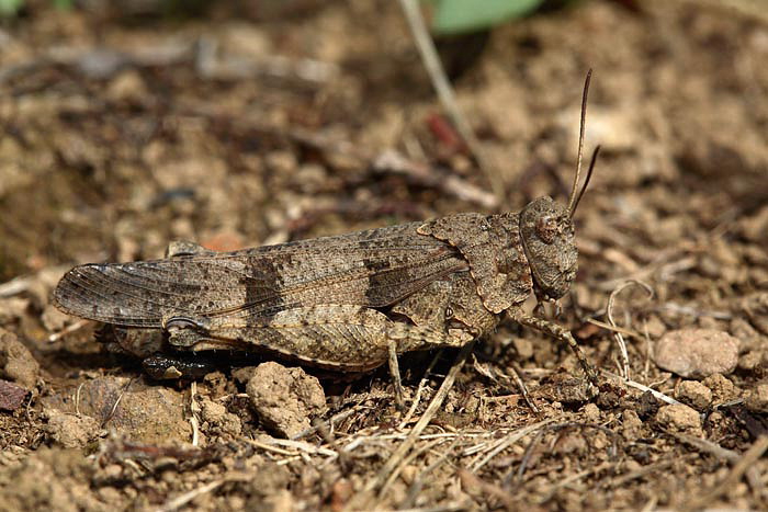 Blue-winged grasshopper Oedipoda caerulescens modrokrila peenka_MG_3818-1.jpg