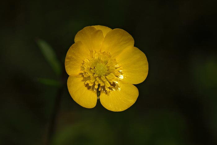 Meadow buttercup Ranunculus acris ripea zlatica_MG_3815-1.jpg