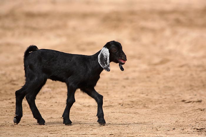 Goat Capra domestica koza_MG_6194-1.jpg